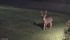 Deer light on.jpg