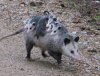 Mother-Opossum_USFWS.jpg