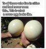 20220108_Cows eggs.JPG