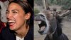 AOC.jpg