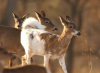 Piebald Deer.png