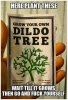 2022031_dildotree.JPG