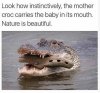 20220412_croc.JPG