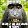 monkeypox.jpg