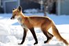 Nov-27-2mange-fox-.jpg
