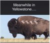 20220808_yellowstone.JPG