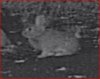 Rabbit-5442(not detected).jpg