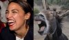 Donkey-AOC.jpg