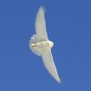 male snowy in flight.jpg