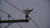 Snowy Owl Taking a Poop 01152023.jpg