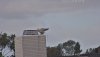 Snowy Owl Taking a Poop 01162023.jpg