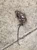Dead rat.jpg
