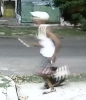 zoo_knife.png