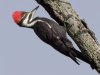 female-pileated.jpg