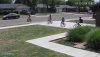 Follow The Leader Around My Driveway -- 05-30-24.jpg