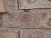 Mediterranean House Gecko -- Hemidactylus turcicus -- front porch bricks -- 07-24-18.JPG