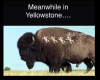 Meanwhile-In yellowstone.png