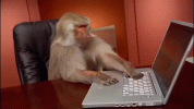 baboon-keyboard.gif