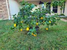 Lemon tree3.jpg