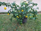 Lemon tree4.jpg