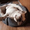 snoringpup.gif