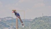 Taiwan Blue Magpie.jpg