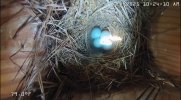 eastern-sun-on-bluebird-eggs_060225.jpg