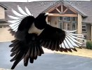magpies_3-cropped.jpg