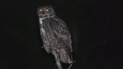 owl.jpg