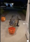 IMG_9932.jpeg