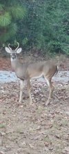 Young_Buck.jpg