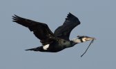 DSC_9478-CormorantFlight.jpg DSC_9478-CormorantFlight.jpg