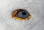 GooseEye.jpg GooseEye.jpg