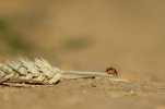 Ladybird.jpg Ladybird.jpg