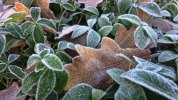 FrostLeaves.jpg FrostLeaves.jpg