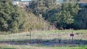 zoom-at-1169.jpg