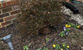 Bush Cam 1.0.JPG
