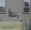 DeerHopping-S3 copy.jpg