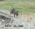 cat4-IL copy.jpg