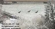 Quails1-S3 copy.jpg