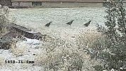 Quails-IL copy.jpg