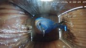 BirdCam2 207 2026-02-12 08.38.20.376 AM.jpg
