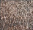 vinyl-tree-bark.jpg vinyl-tree-bark.jpg