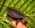 Southern_Painted_Turtle.jpg Southern_Painted_Turtle.jpg