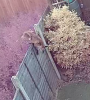 fox jumping the fence.png