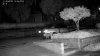 Mountain Lion April 16 2018.jpg