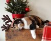 christmaskitty.JPG