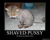 Shaved-Pussy-Funny-Poster.jpg