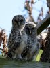loui louise-2 baby barred owls.jpg