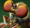 fly.JPG